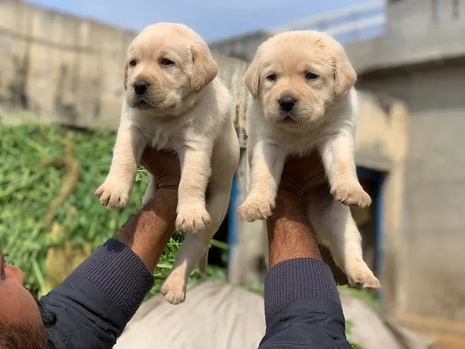 Pet Hut kennel Bokaro