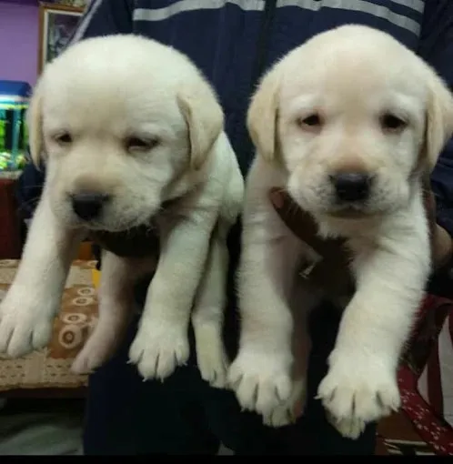 TIGER - THE PET SHOP in Bokaro