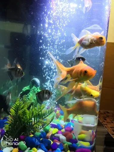 Bombay Hotel in Dhanbad